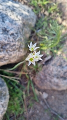 Nothoscordum gracile