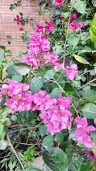 Bougainvillea