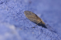 Micromus angulatus