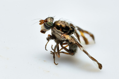 Dyscrasis hendeli