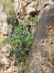Ficus carica