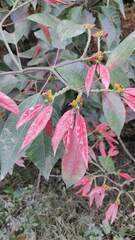 Euphorbia pulcherrima