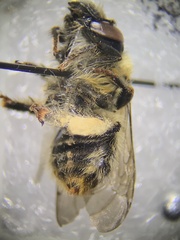 Anthophora terminalis