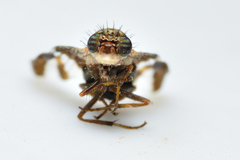 Dyscrasis hendeli