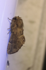 Ptilophora plumigera