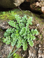 Asplenium subglandulosum