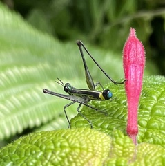 Eumastacidae