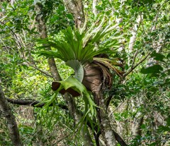 Platycerium superbum