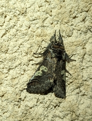 Diloba caeruleocephala