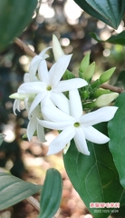 Jasminum multiflorum
