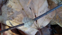 Operophtera bruceata