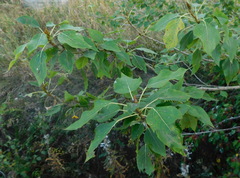 Populus × sibirica