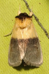 Exyra semicrocea