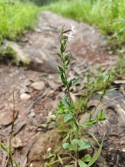 Silene gallica gallica