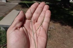 Urochloa distachya