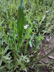Sherardia arvensis