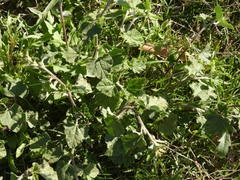 Sphaeralcea bonariensis