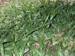 Urochloa distachya