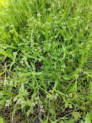 Valerianella discoidea