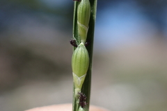 Urochloa distachya