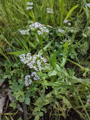 Valerianella discoidea