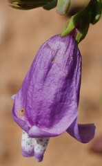 Eremophila parvifolia