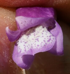 Eremophila parvifolia