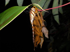 Anaciaeschna jaspidea