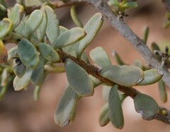 Eremophila parvifolia