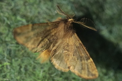 Ptilophora plumigera