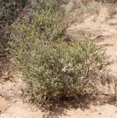 Eremophila parvifolia