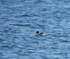 Podiceps occipitalis