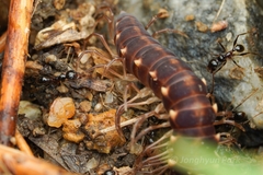 Pheidole