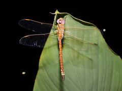 Anaciaeschna jaspidea