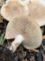 Hebeloma velutipes