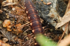 Pheidole