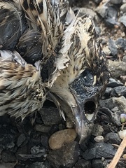 Coturnix pectoralis