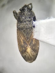 Megalonotus sabulicola