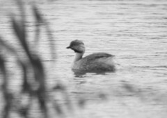 Poliocephalus poliocephalus