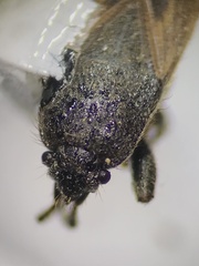 Megalonotus sabulicola