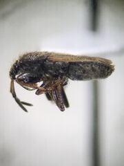 Megalonotus sabulicola