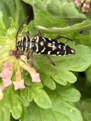 Placosternus difficilis