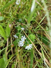 Scaevola albida