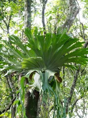 Platycerium superbum