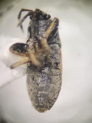 Megalonotus sabulicola