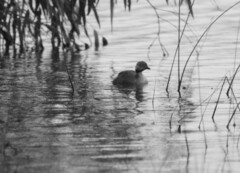 Poliocephalus poliocephalus