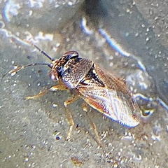 Geocoris punctipes