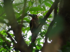 Selenidera maculirostris