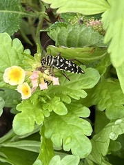 Placosternus difficilis