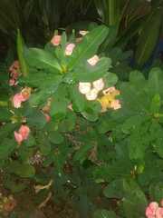 Euphorbia